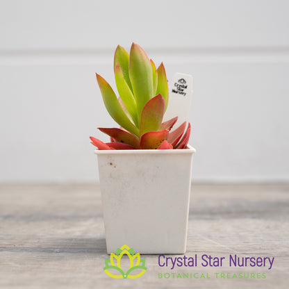 Crassula capitella 'Campfire'