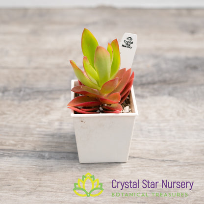 Crassula capitella 'Campfire'