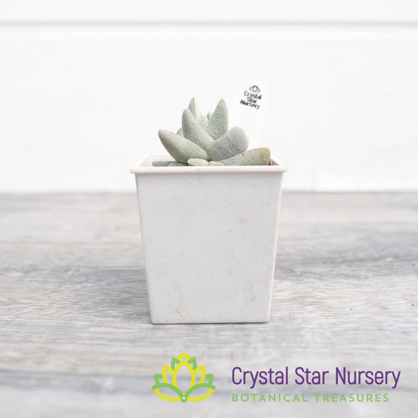 Crassula cornuta