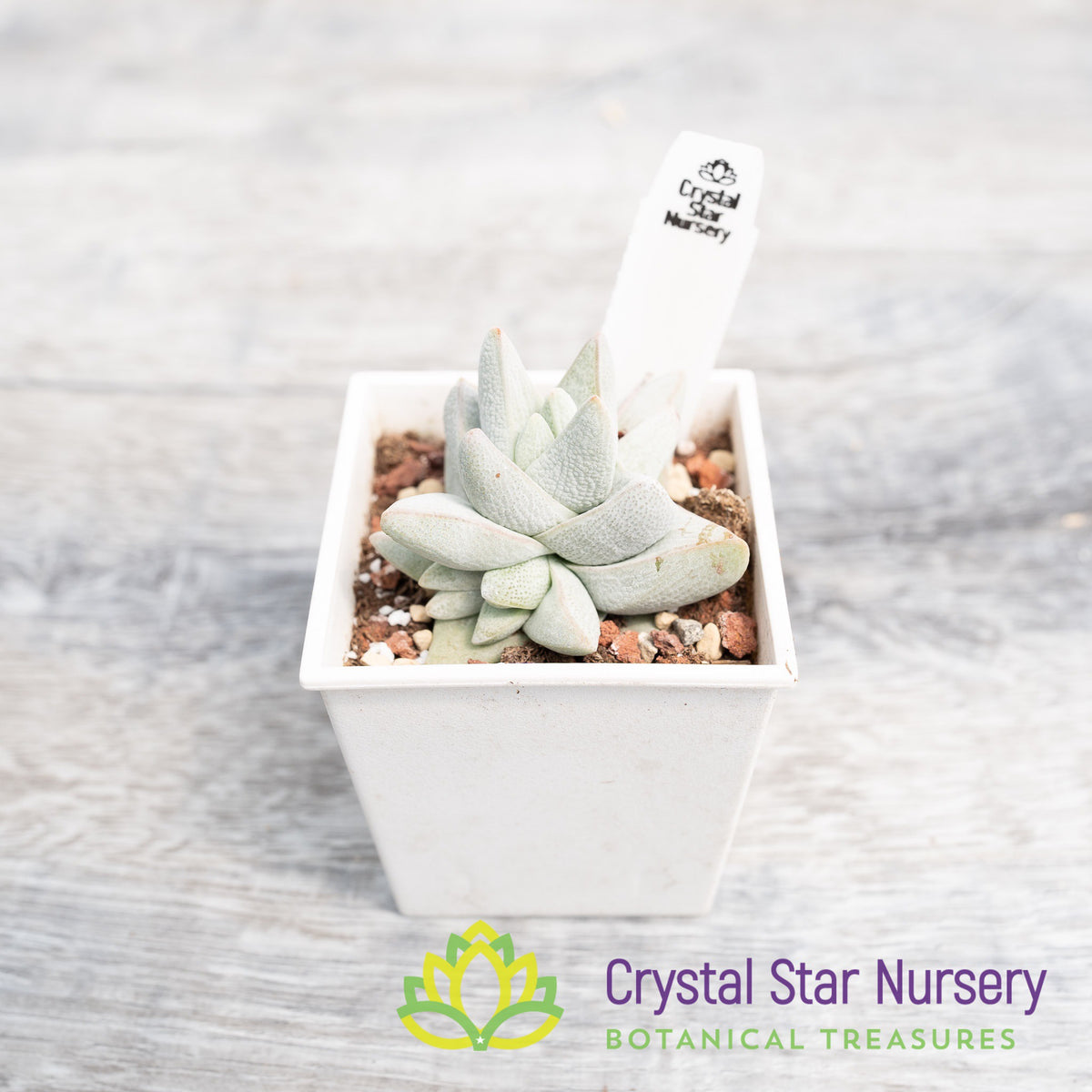 Crassula cornuta
