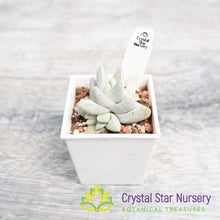 Crassula cornuta