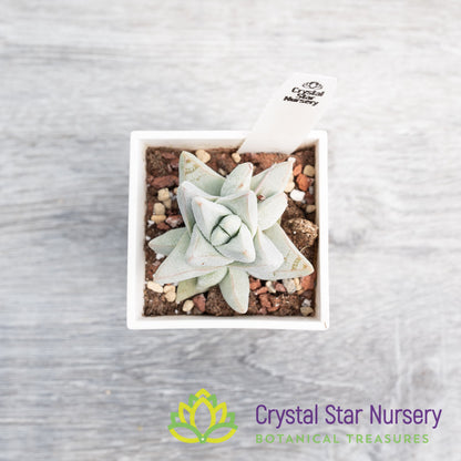 Crassula cornuta