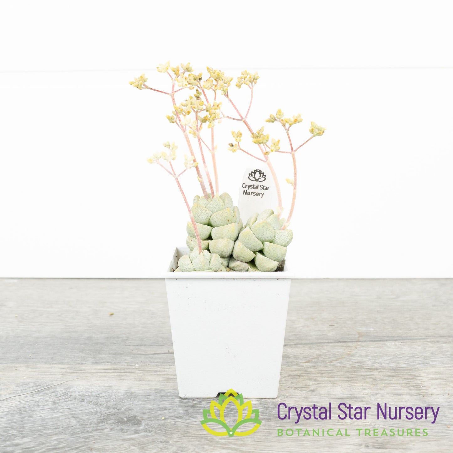 Crassula Deceptor