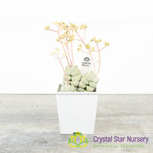 Crassula Deceptor