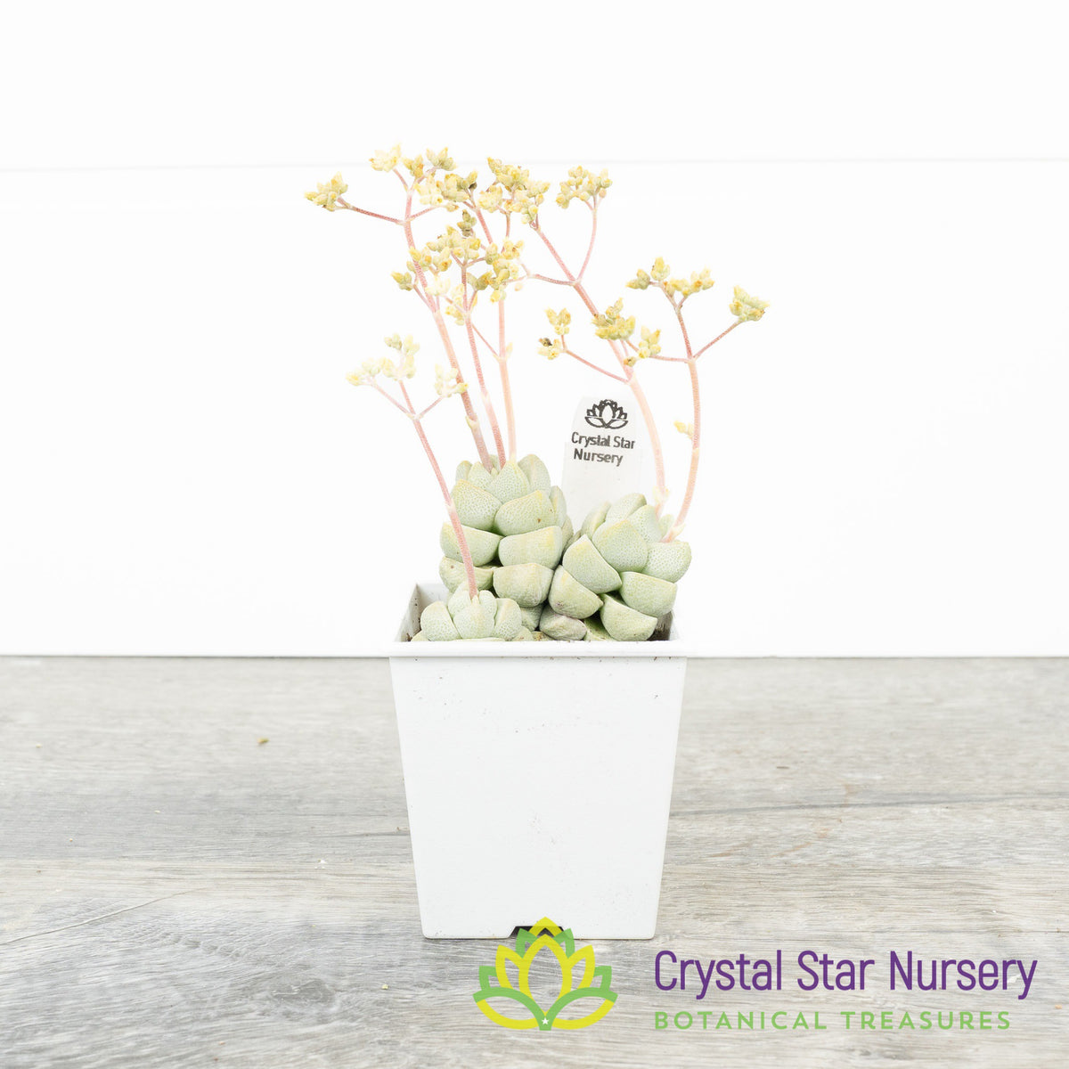Crassula Deceptor