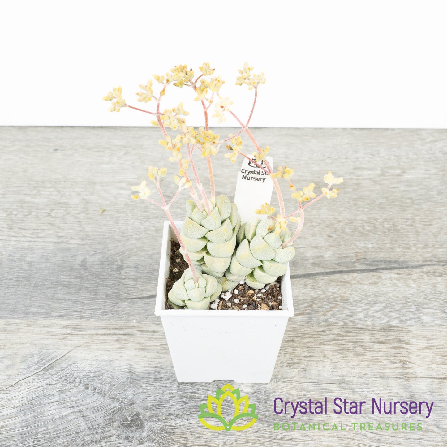Crassula Deceptor