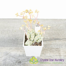 Crassula Deceptor