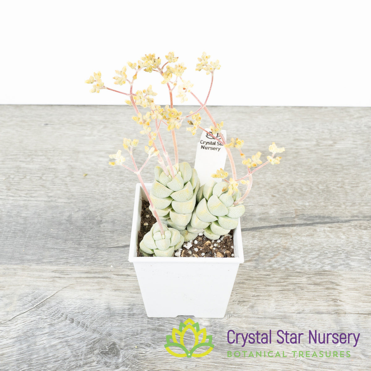 Crassula Deceptor
