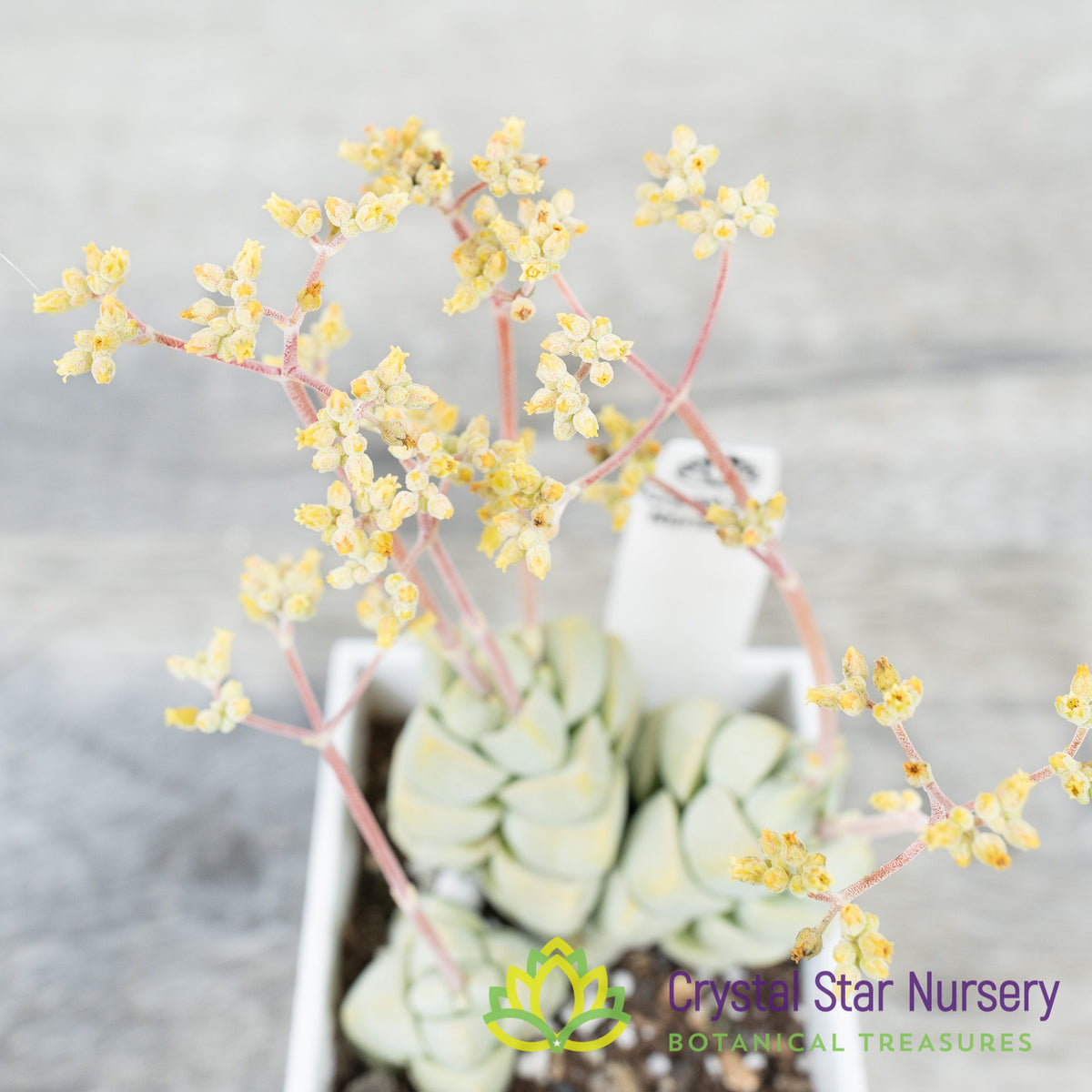 Crassula Deceptor