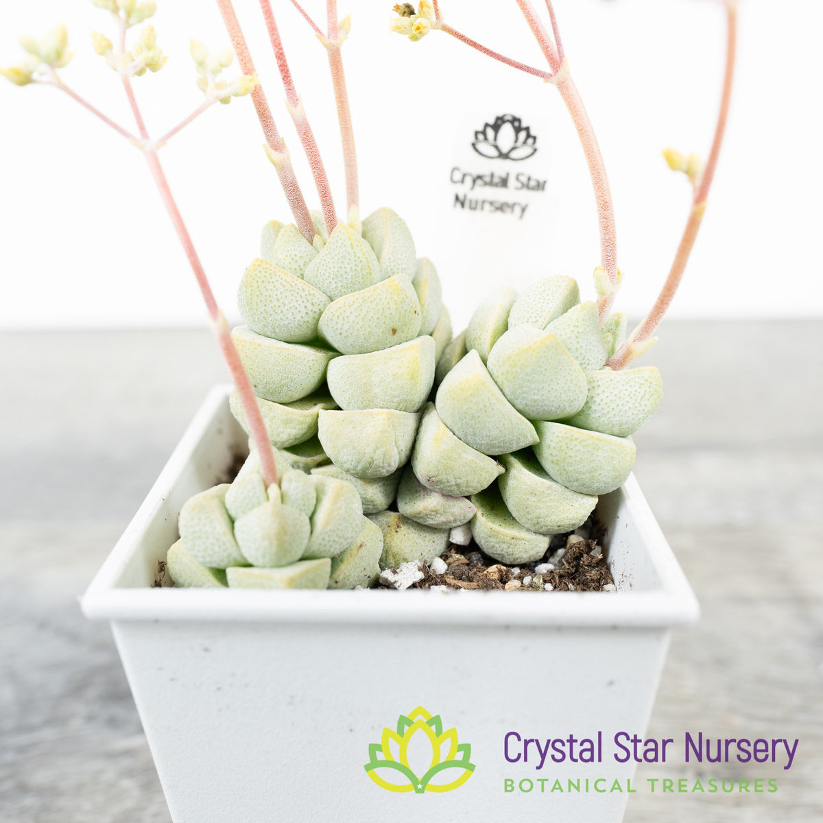 Crassula Deceptor
