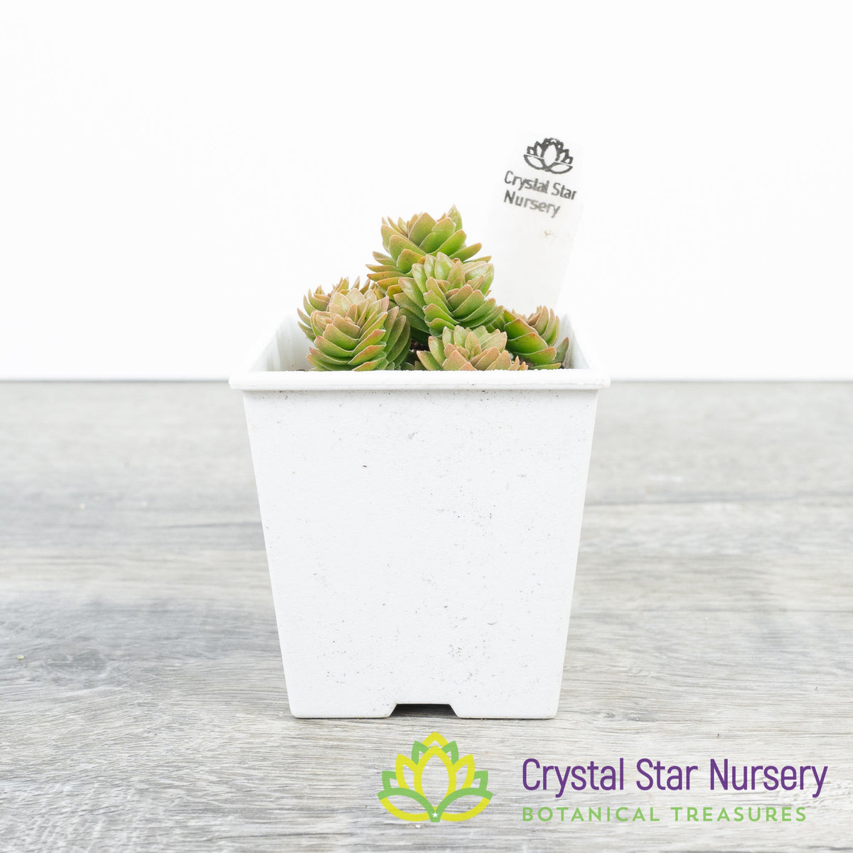 Crassula Estagnol Spiralis