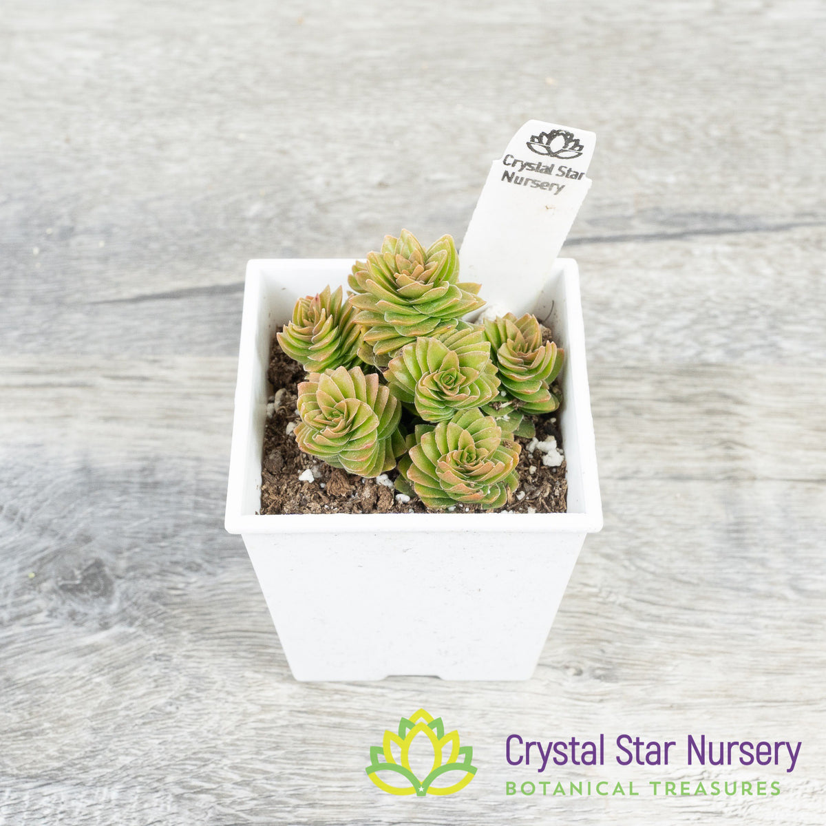 Crassula Estagnol Spiralis