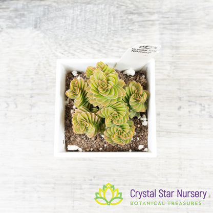 Crassula Estagnol Spiralis