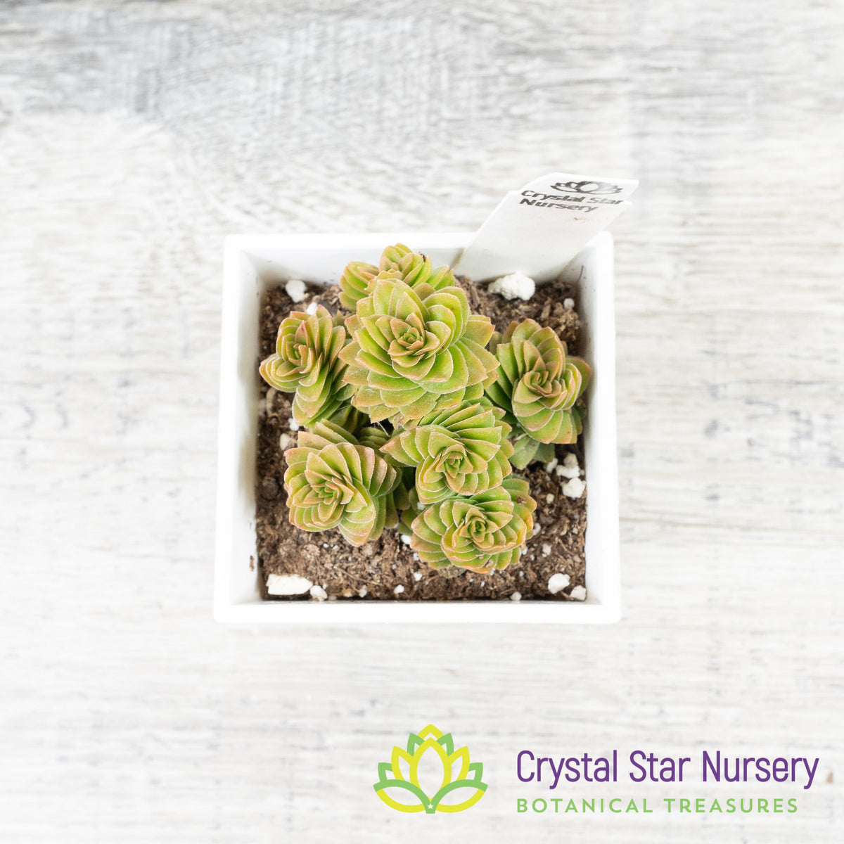Crassula Estagnol Spiralis