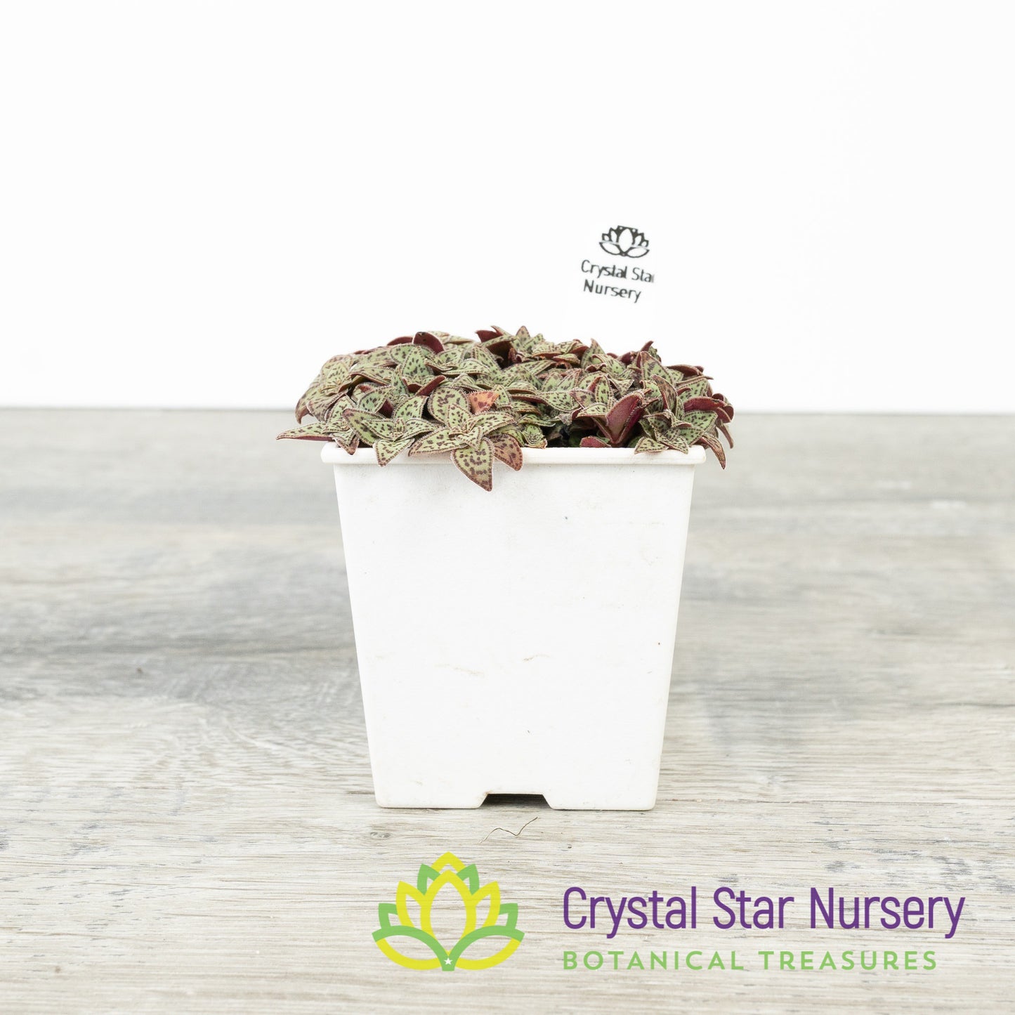 Crassula Exilis ssp Cooperi 'Tiger Jade'
