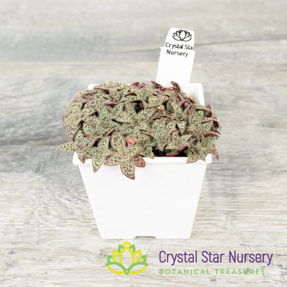 Crassula Exilis ssp Cooperi 'Tiger Jade'