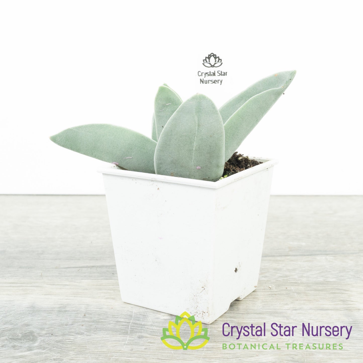 Crassula Falcata