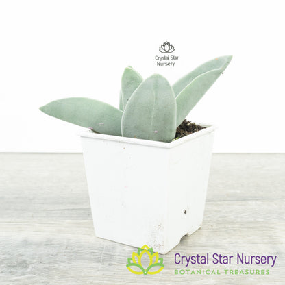 Crassula Falcata