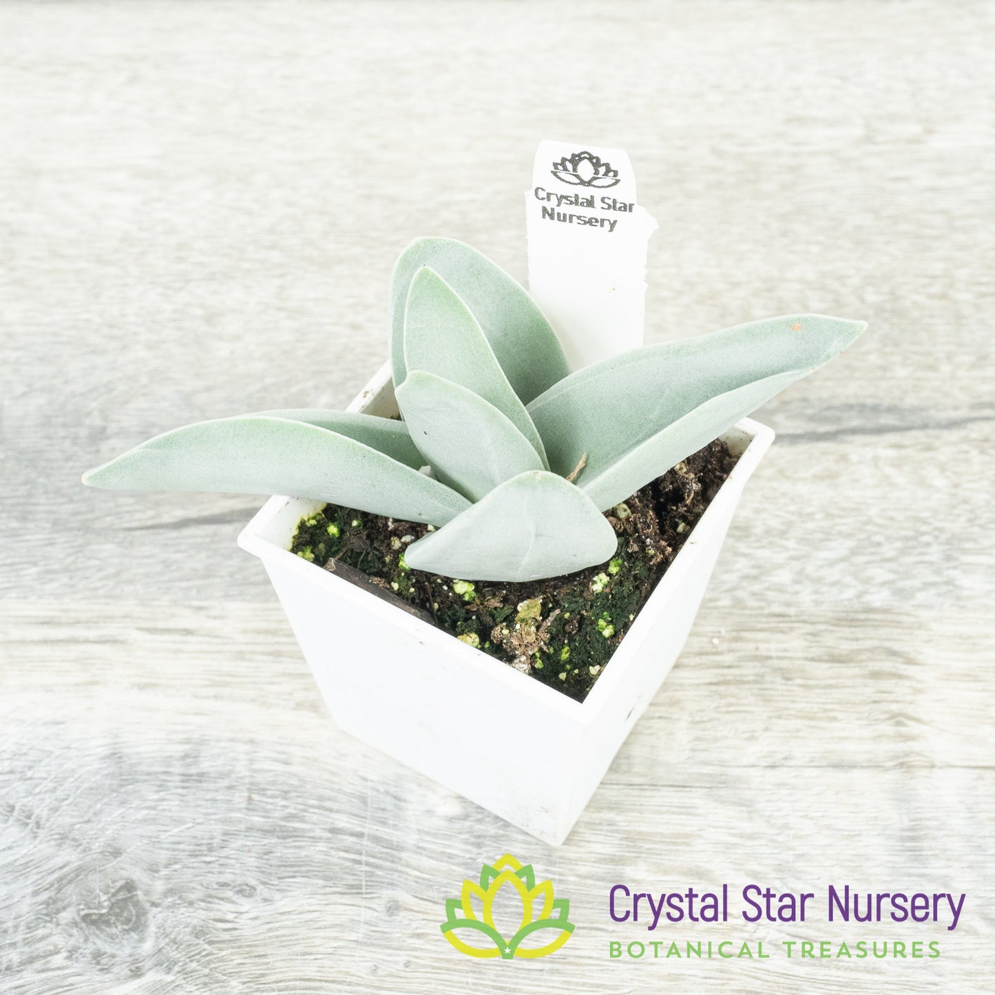 Crassula Falcata