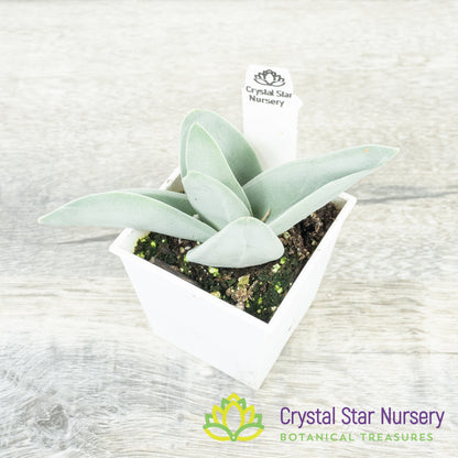 Crassula Falcata