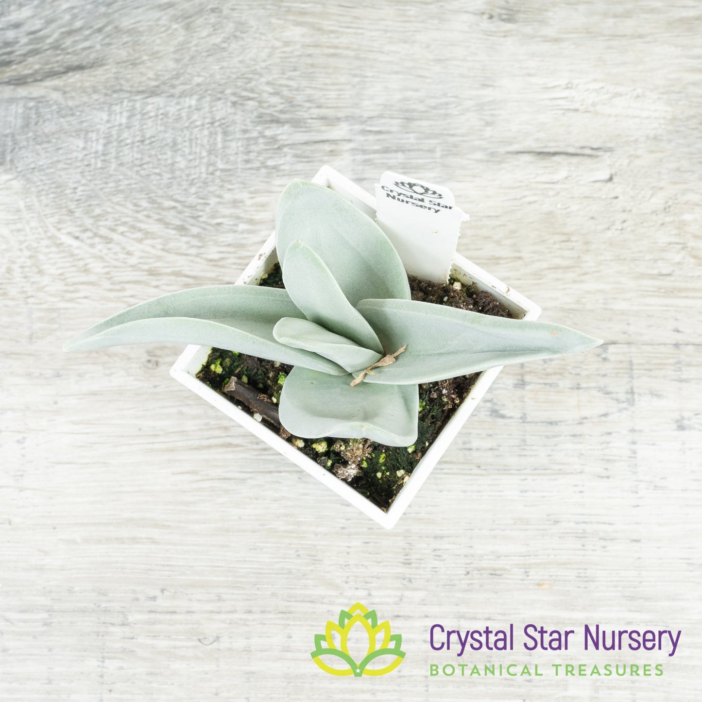 Crassula Falcata