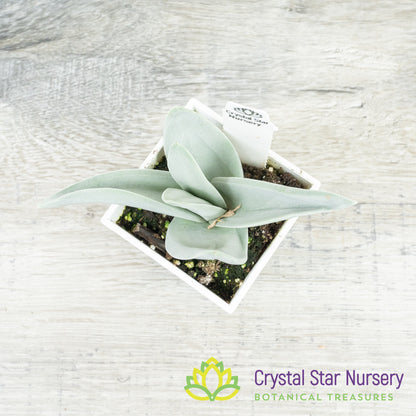 Crassula Falcata