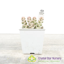 Crassula Fantasy 'Baby's Necklace' Variegated