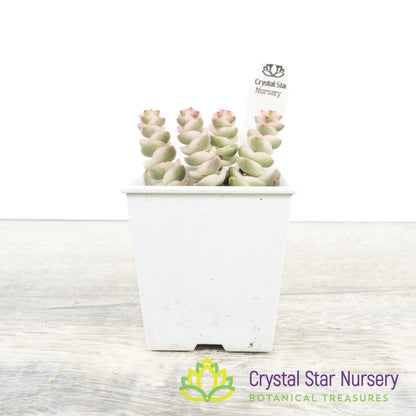 Crassula Fantasy 'Baby's Necklace' Variegated