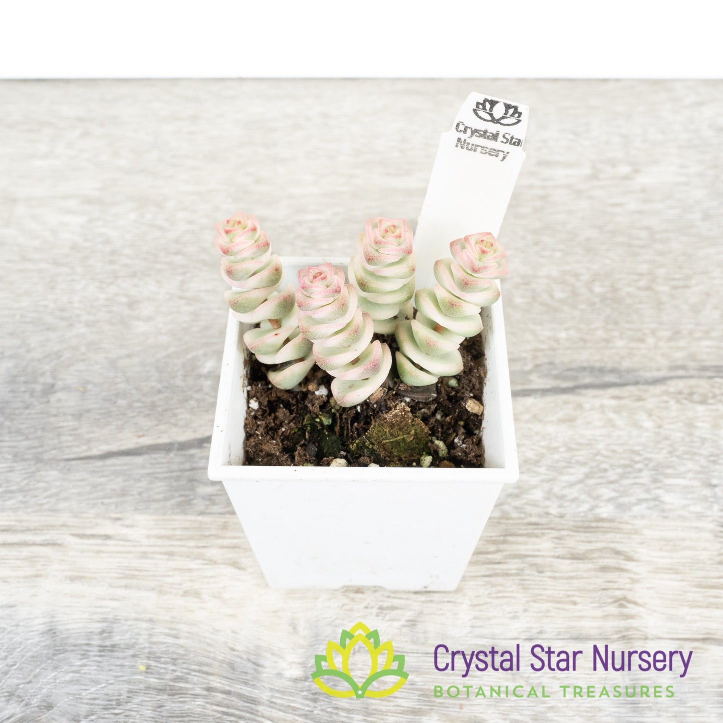 Crassula Fantasy 'Baby's Necklace' Variegated