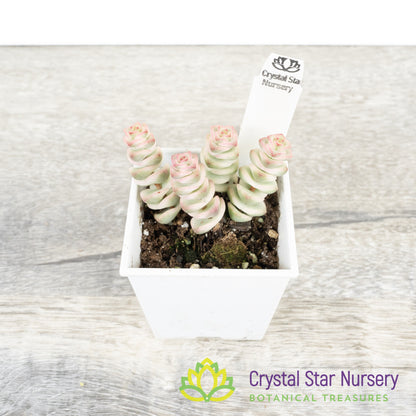 Crassula Fantasy 'Baby's Necklace' Variegated