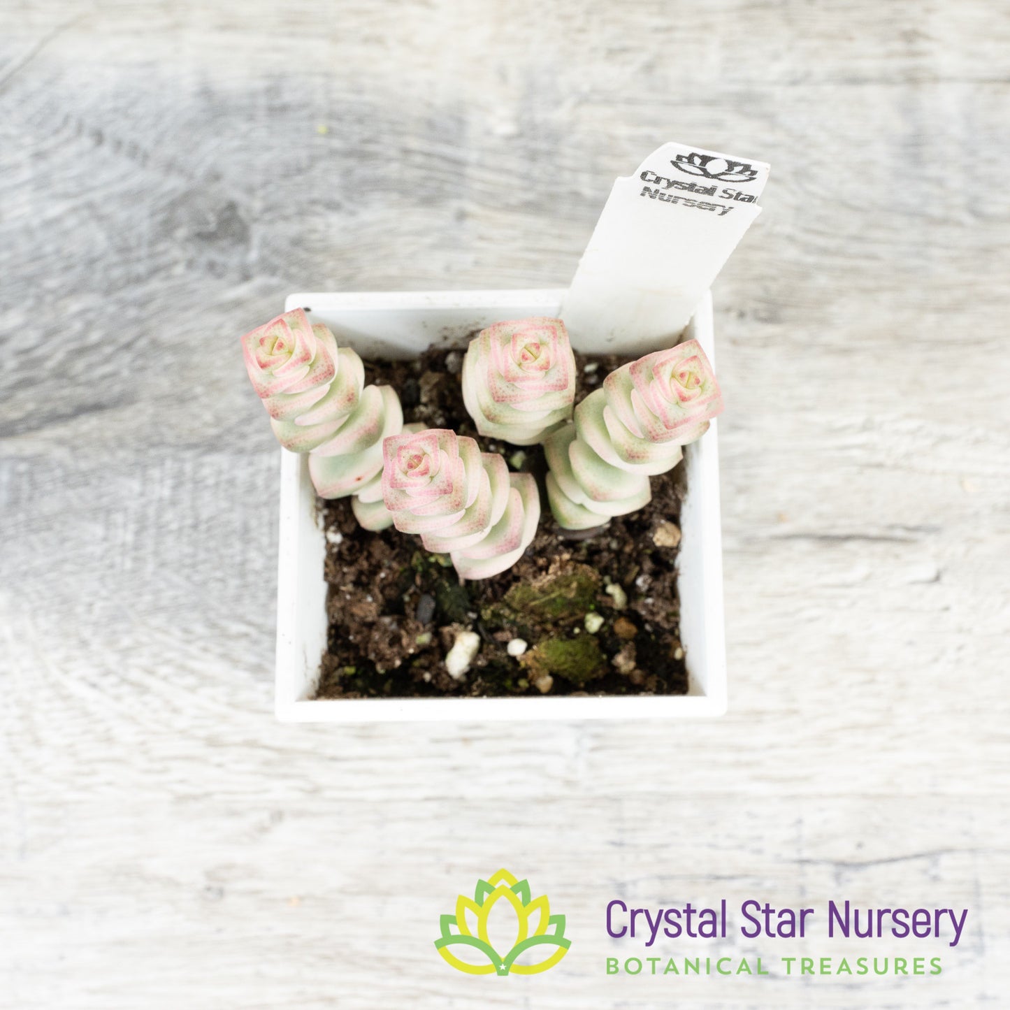 Crassula Fantasy 'Baby's Necklace' Variegated