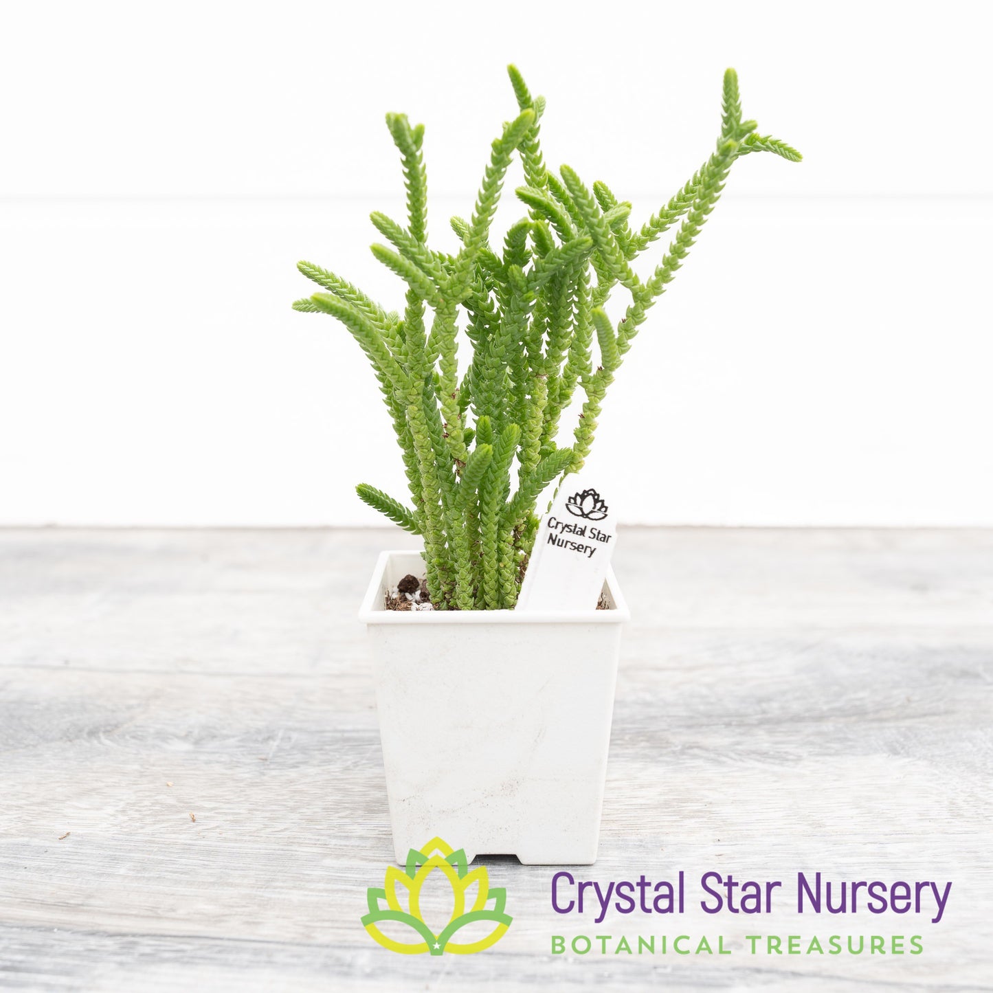 Crassula muscosa