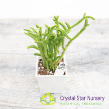 Crassula muscosa
