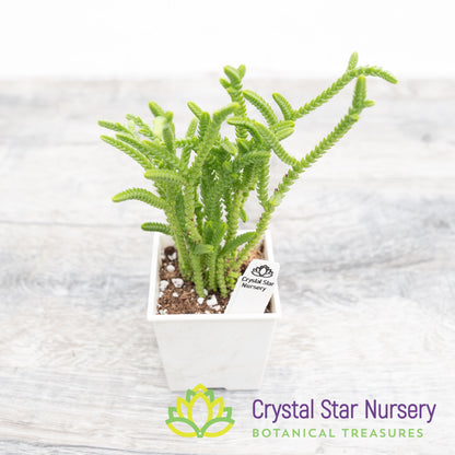 Crassula muscosa