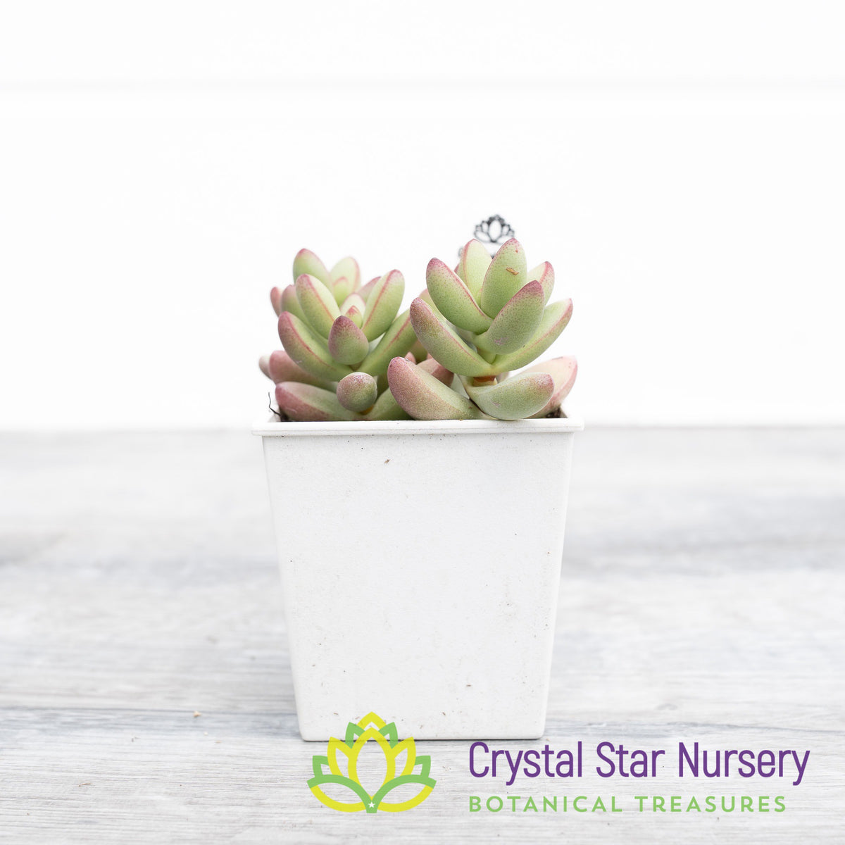Crassula Nudicaulis Herrei