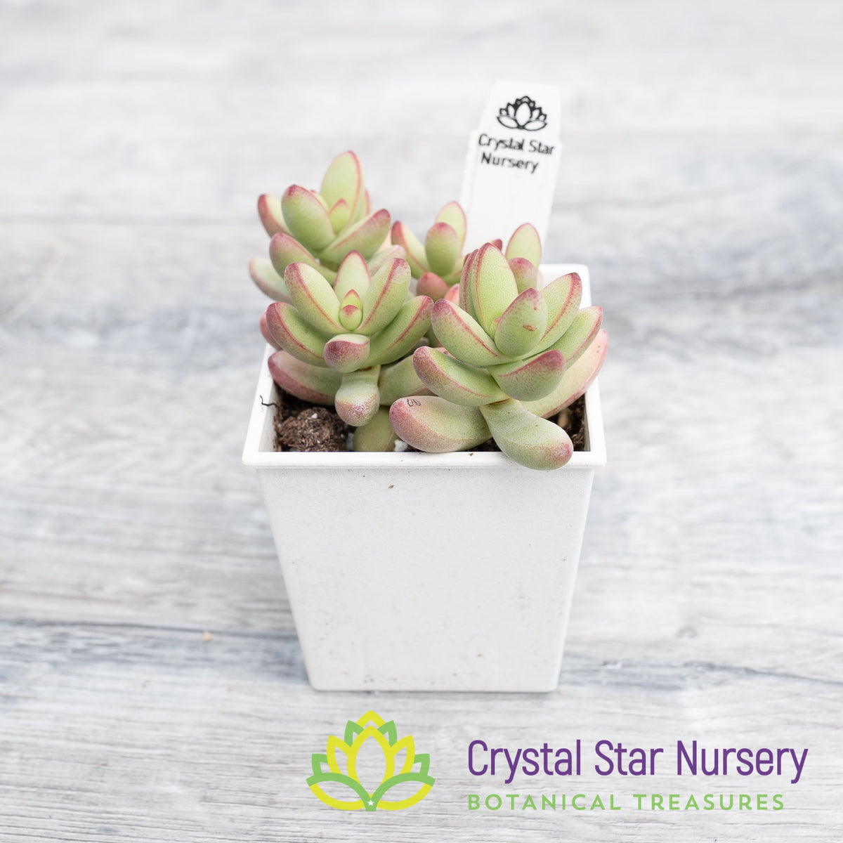 Crassula Nudicaulis Herrei