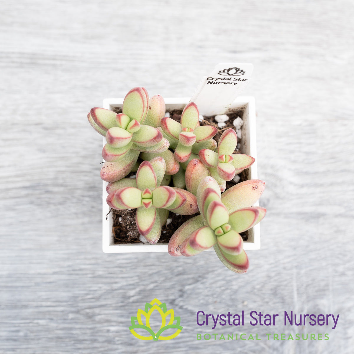 Crassula Nudicaulis Herrei
