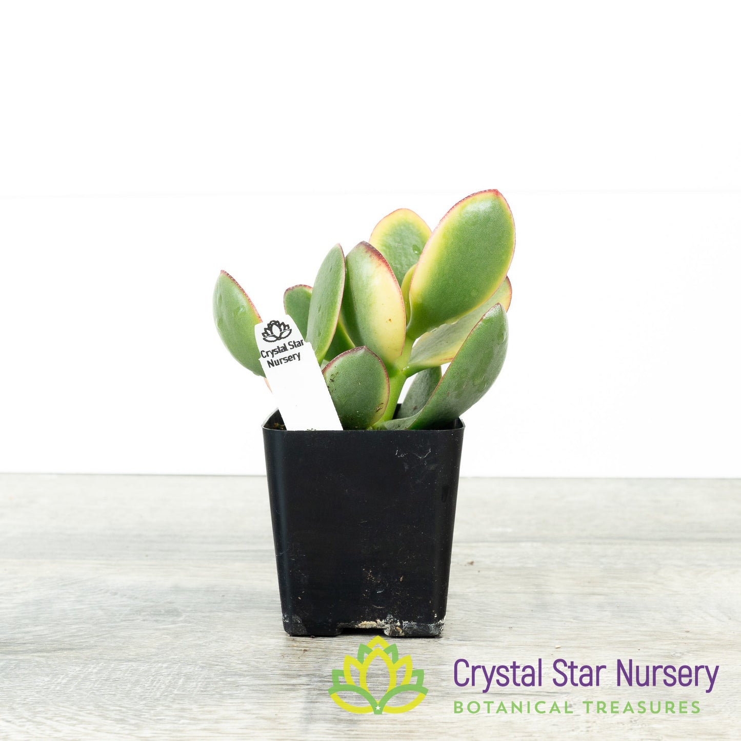 Crassula Ovata 'Hummel's Sunset'