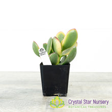 Crassula Ovata 'Hummel's Sunset'