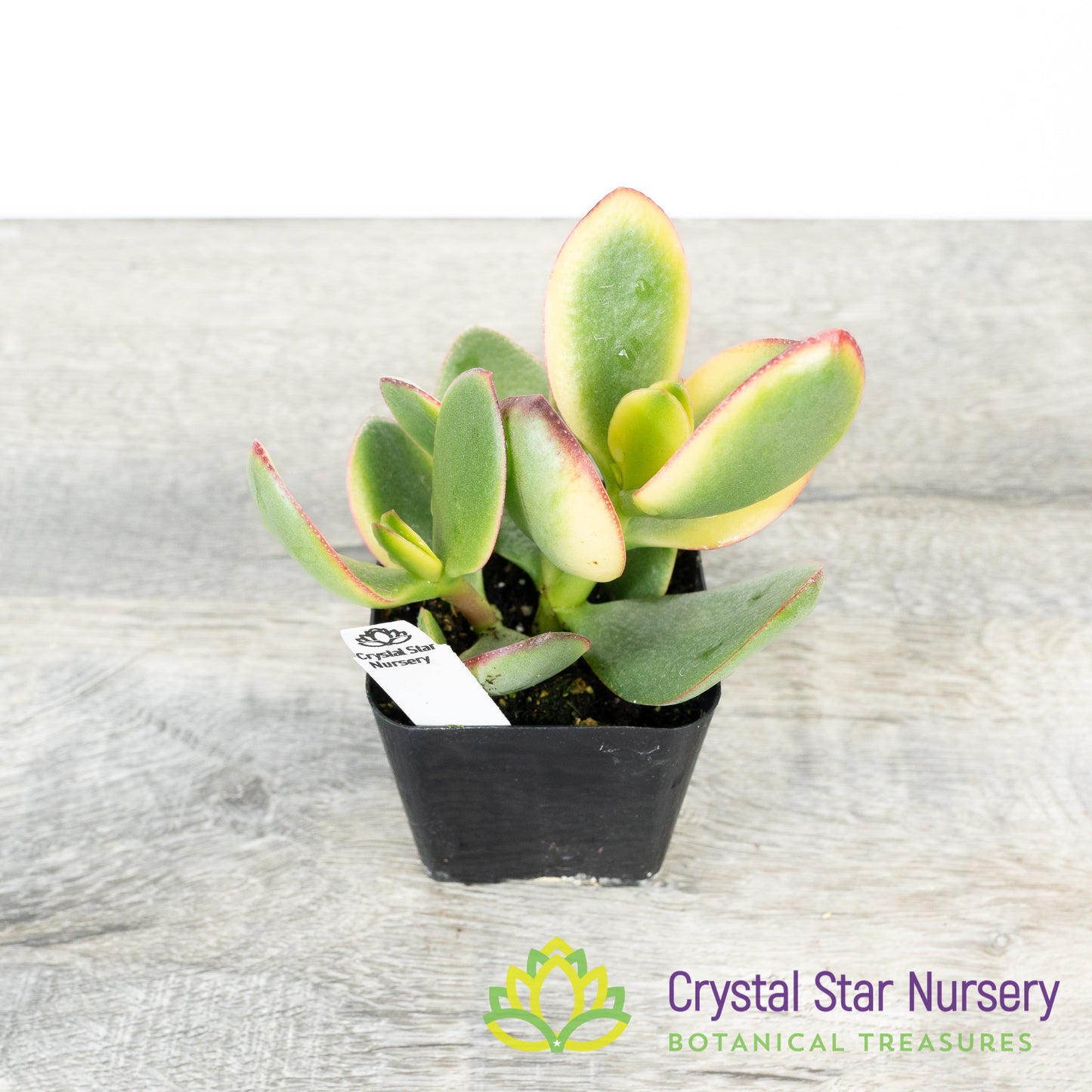 Crassula Ovata 'Hummel's Sunset'