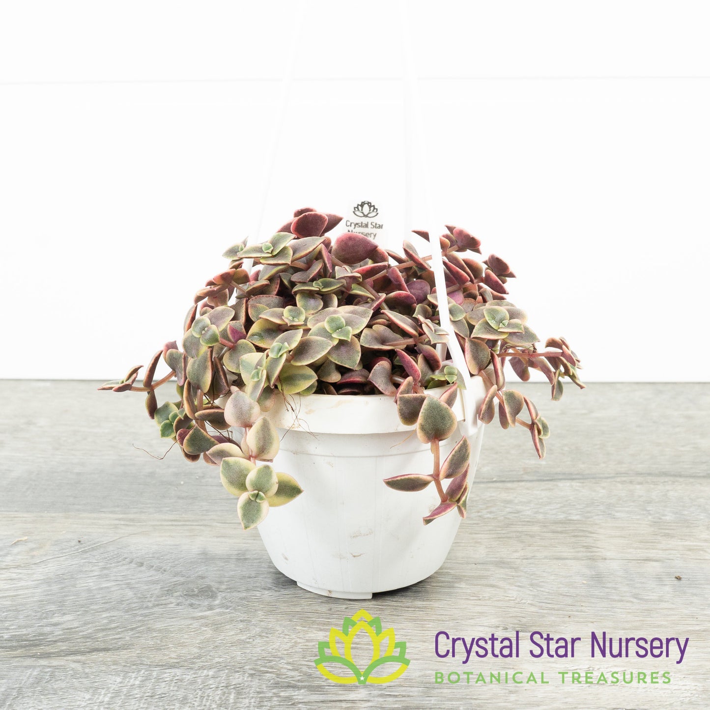 Crassula Pellucida Variegata