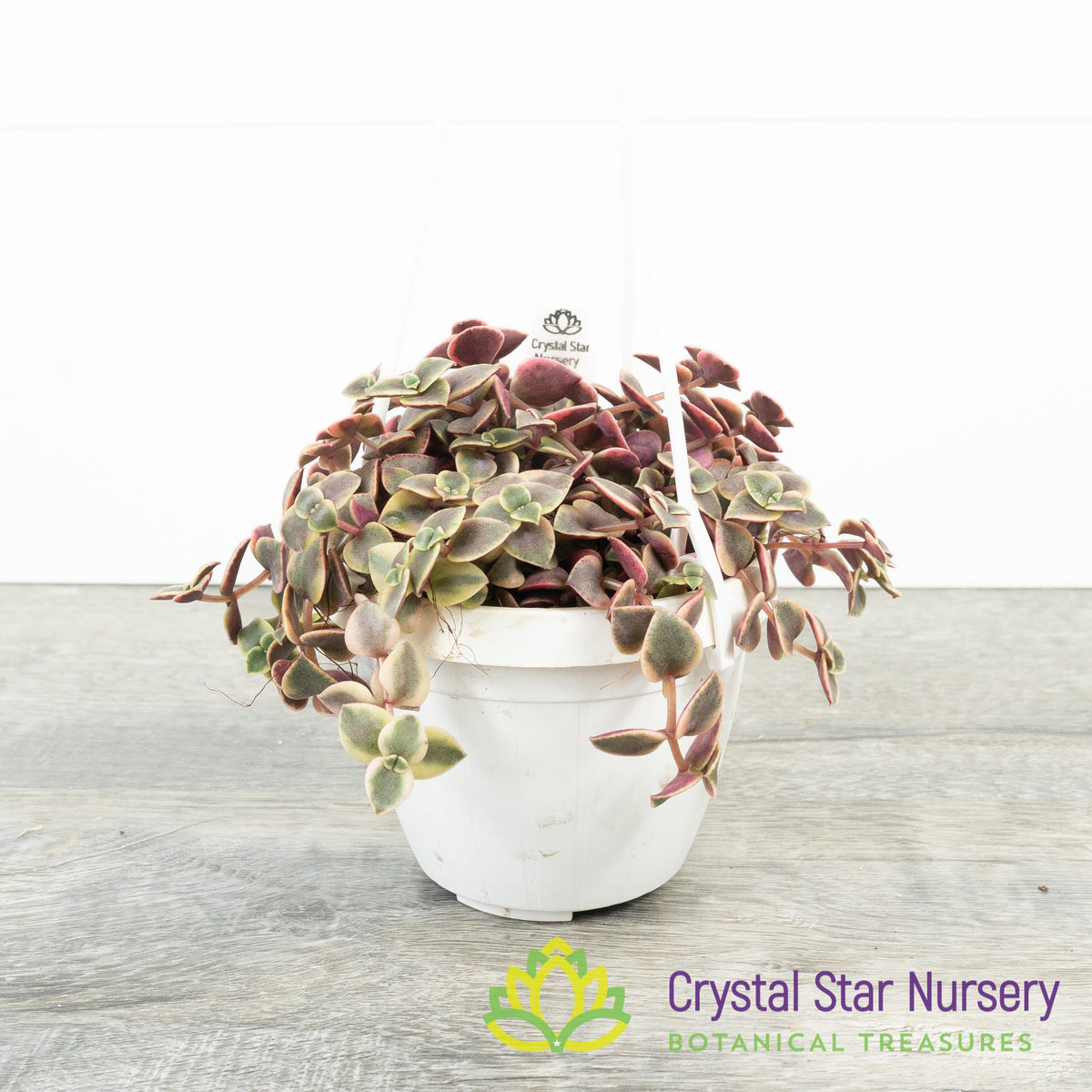 Crassula Pellucida Variegata