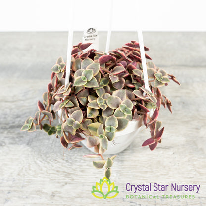 Crassula Pellucida Variegata
