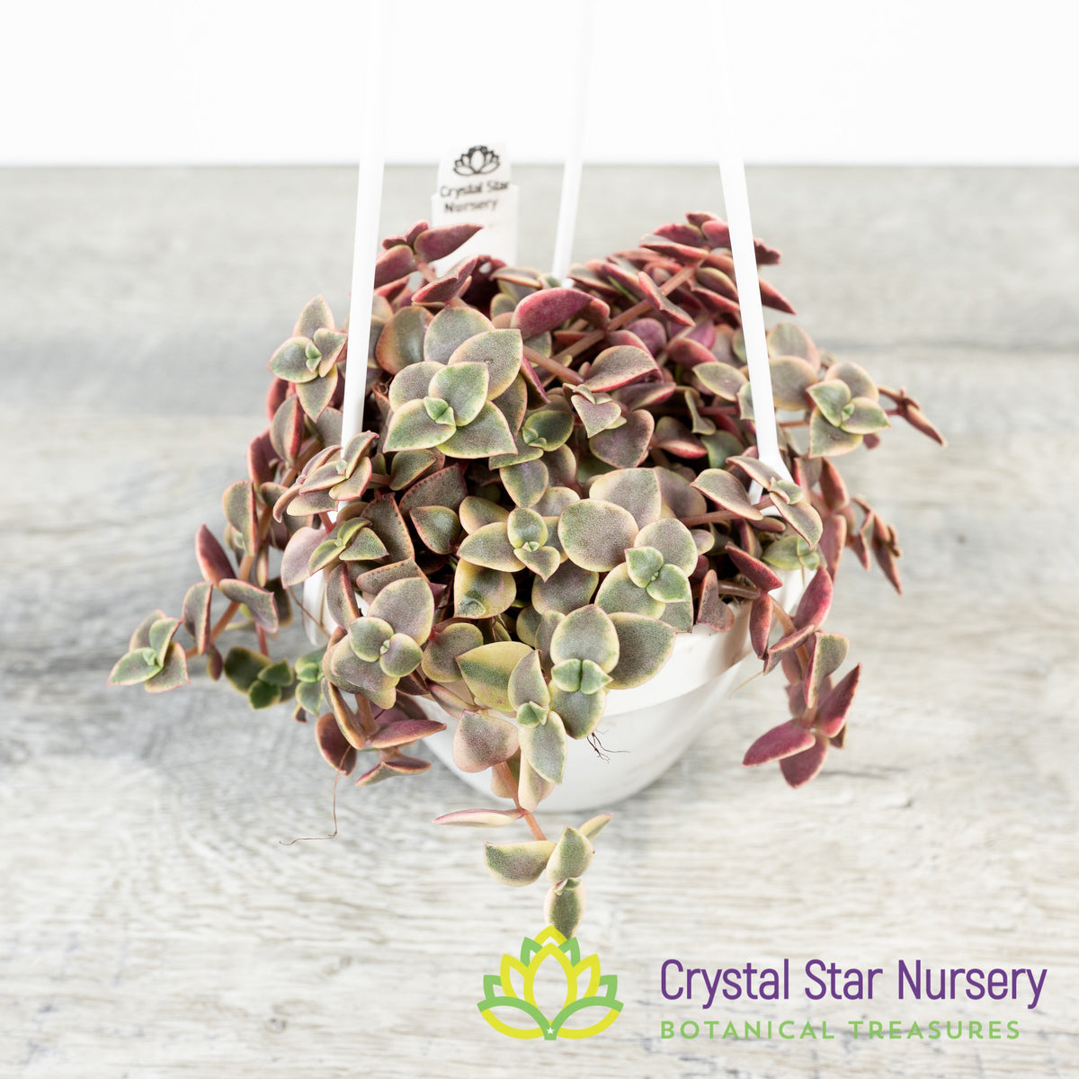 Crassula Pellucida Variegata