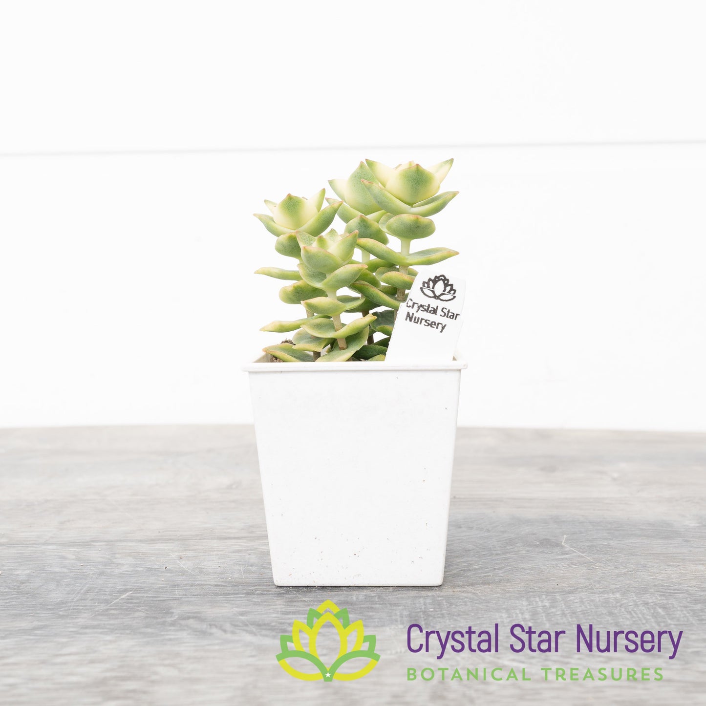 Crassula Perforata Variegata