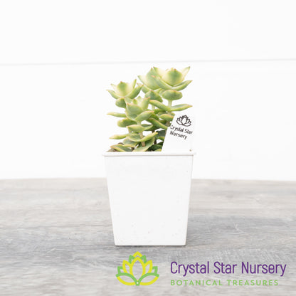 Crassula Perforata Variegata