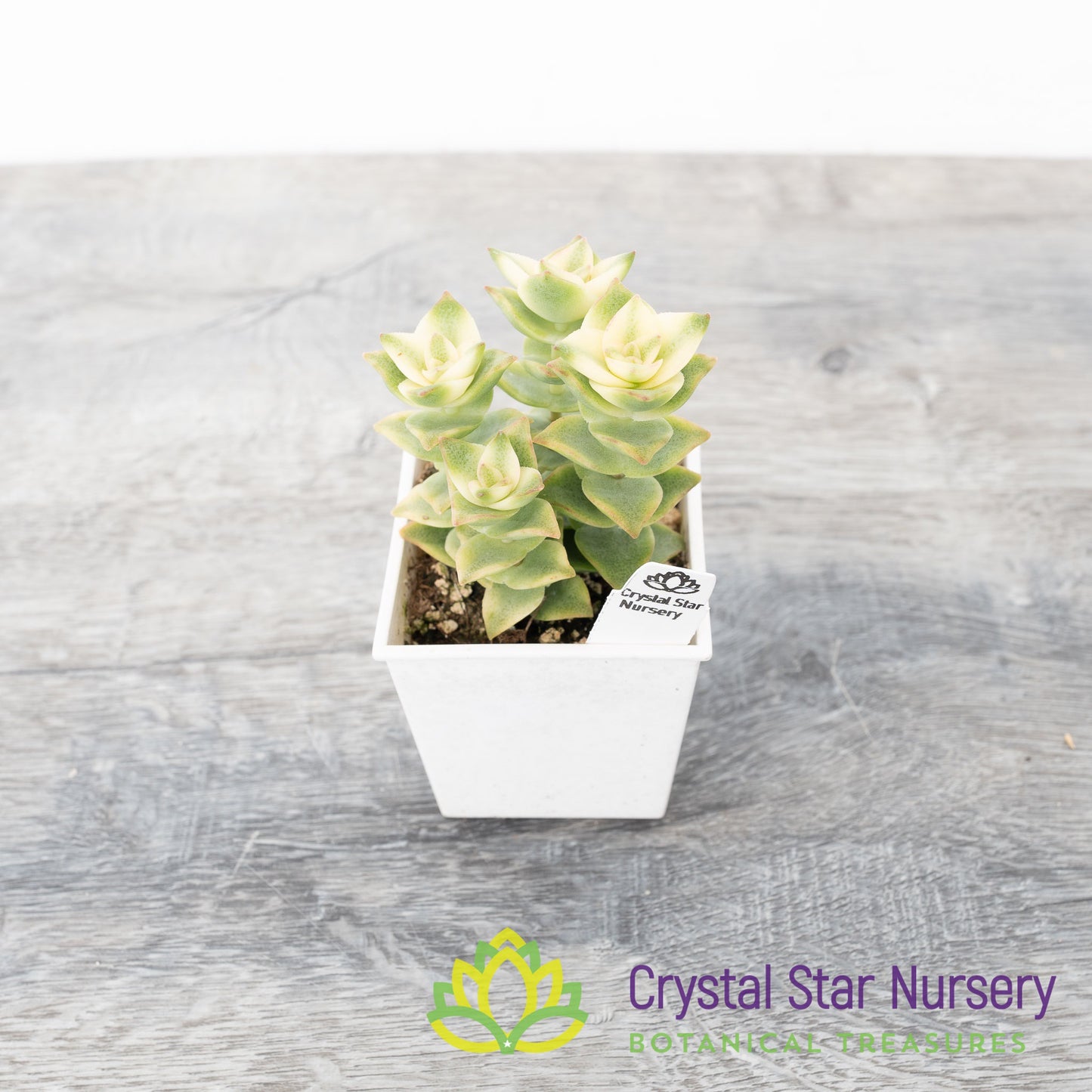 Crassula Perforata Variegata
