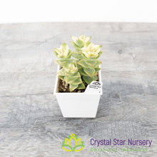 Crassula Perforata Variegata