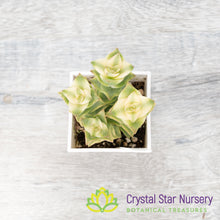 Crassula Perforata Variegata