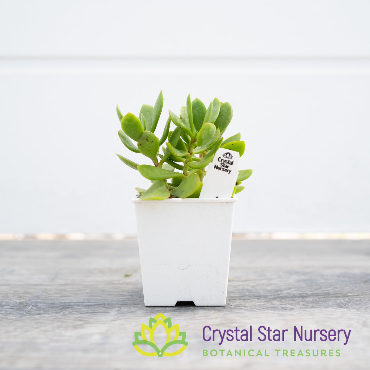 Crassula Radicans &#39;Small Red Carpet&#39;